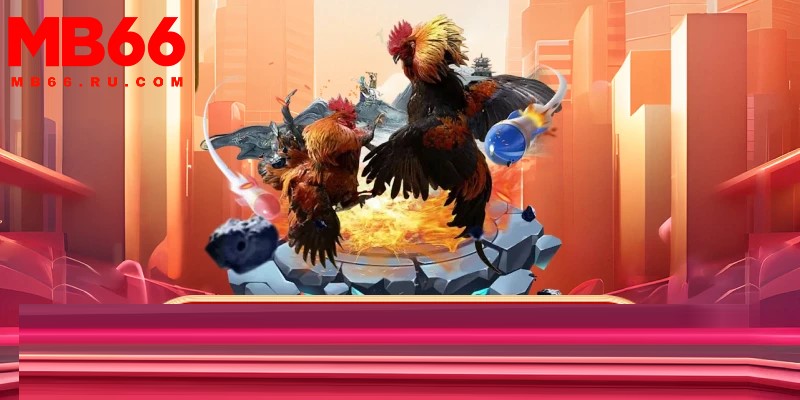 Mẹo đá gà dễ thắng được các cao thủ MB66 chia sẻ 1 Chú ý mẹo đá gà dễ thắng cần hiểu rõ về luật chơi