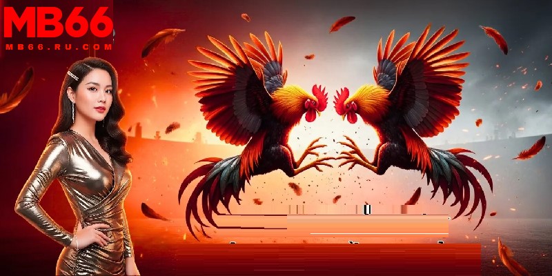 Đá gà cựa dao là loại hình cá cược siêu hấp dẫn