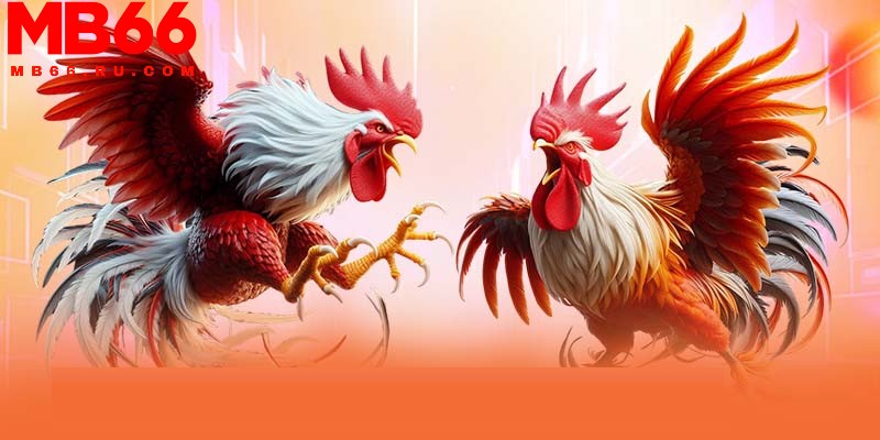 Xem ngày đá gà chuẩn xác tăng cơ hội thắng lớn, thu lời cao 1 Xem ngày đá gà được các chuyên gia MB66 quan tâm